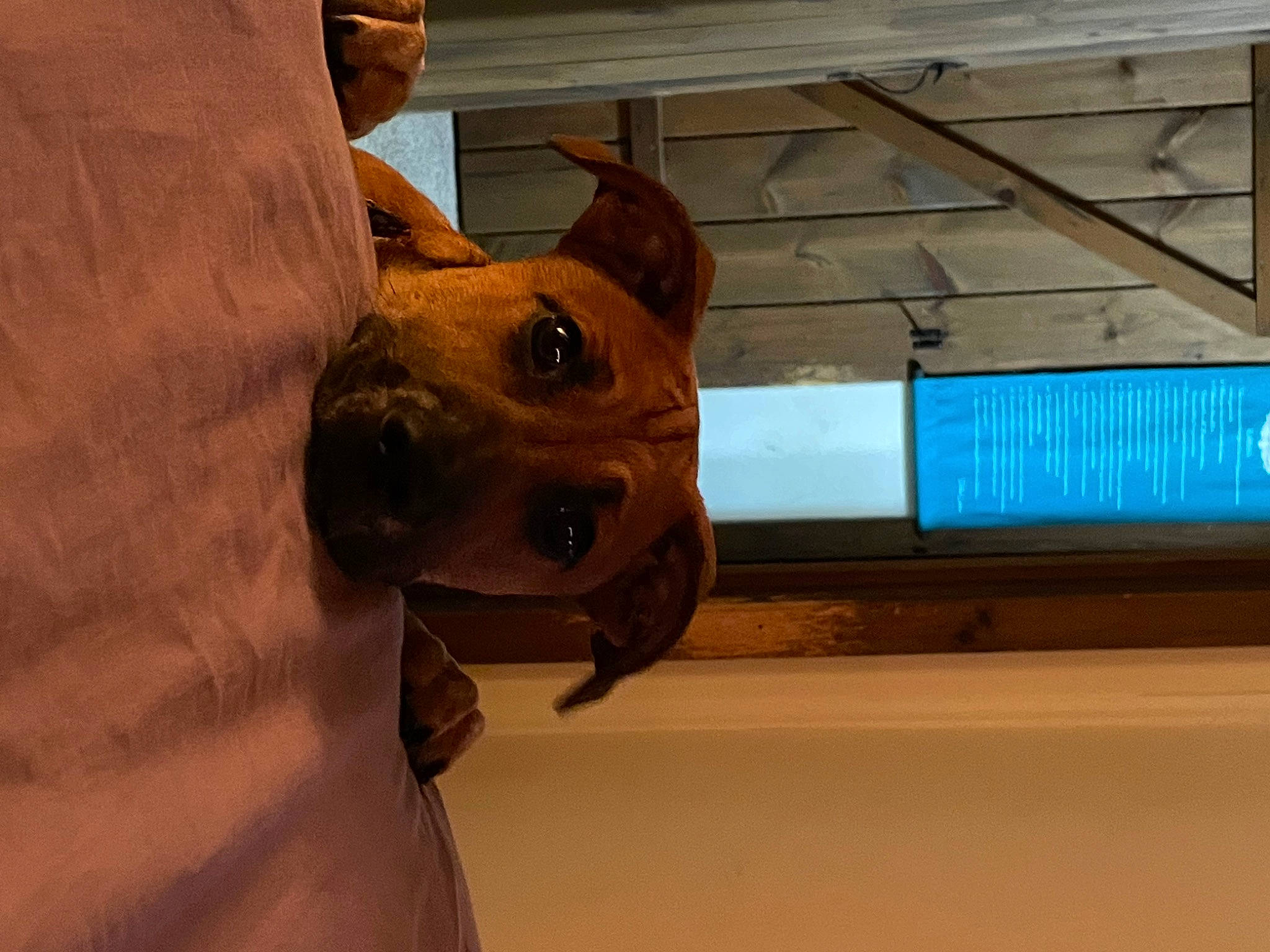 Freya joined the competition — help win amazing prizes! canidae, carnivore, collar, companion_dog, dog, dog_breed, dog_collar, ear, fawn, guard_dog, hardwood, non_sporting_group, pet_supply, plank, sporting_group, whiskers, wood, wood_stain, working_animal, working_dog