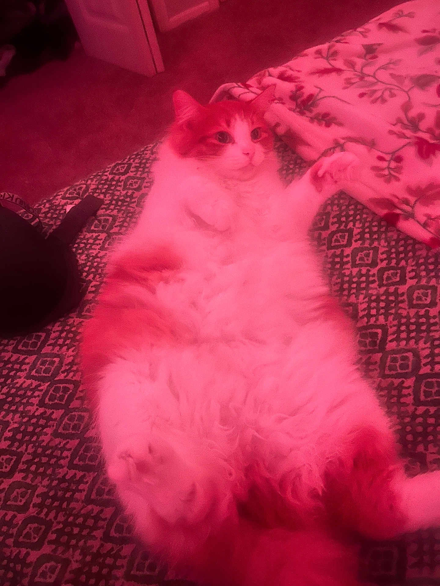 Lola is registered to the contest to win money with this photo: cat, fluffy, orange, white, bedspread, patterned, blanket, floral, indoor, carpet, relaxed, pet, feline, lying_down, paws, fur, cozy, domestic, animal, pink_tint