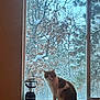 Lola is registered to the contest to win money with this photo: cat, window, snow, winter, tree, outdoor, indoor, lantern, animal, pet, feline, nature, forest, season, cold, cozy, sill, light, house, background