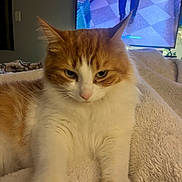 Lola joined the competition — help win amazing prizes! cat, orange_cat, white_cat, fluffy_fur, indoor, blanket, television, screen, person_on_tv, living_room, cozy, paws, pet, animal, feline, relaxed, soft_texture, home, fur, resting