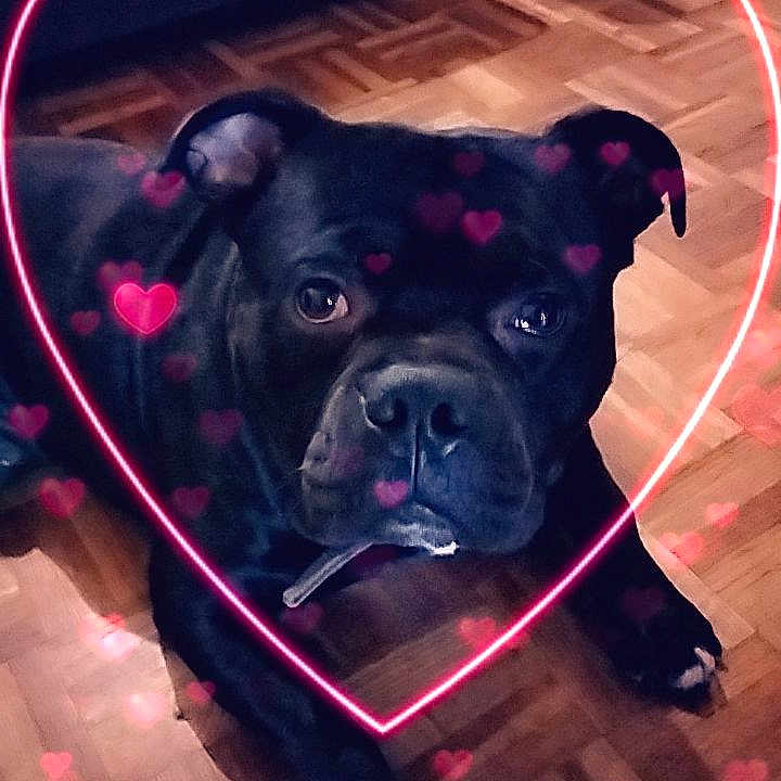 Neyron a rejoint le concours — aidez-le/la à gagner de superbes lots ! animal, boxer, bulldog, canine, dog, face, frenchbulldog, hardwood, head, heart, indoors, interiordesign, person, pet, photography, portrait, puppy, purple, symbol, wood