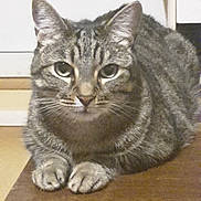 Isis a rejoint le concours — aidez-le/la à gagner de superbes lots ! cat, fauna, fur, head, snout