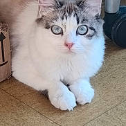 Holy a rejoint le concours — aidez-le/la à gagner de superbes lots ! cat, blue_eyes, fluffy, white_fur, gray_fur, indoor, floor, cardboard_box, curious, sitting, pet, animal, closeup, paw, cute, domestic_cat, feline, looking_at_camera, whiskers, nose