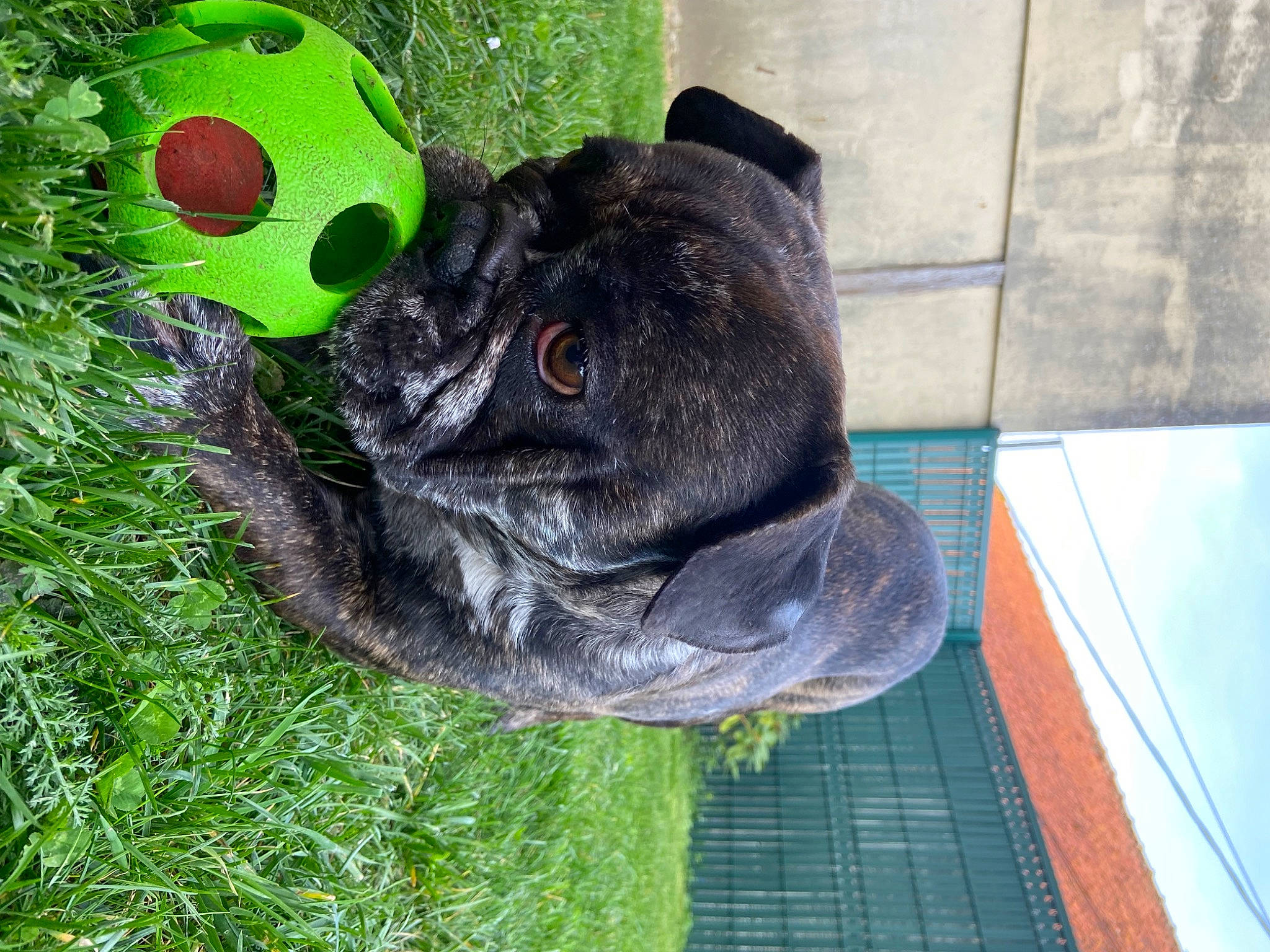 Rio a rejoint le concours — aidez-le/la à gagner de superbes lots ! canidae, dog_breed, flooring, fur, grass, lawn_ornament, pattern, plant, plush, sculpture, sporting_group, stuffed_toy, terrestrial_animal, toy, tree, whiskers, wool, working_animal