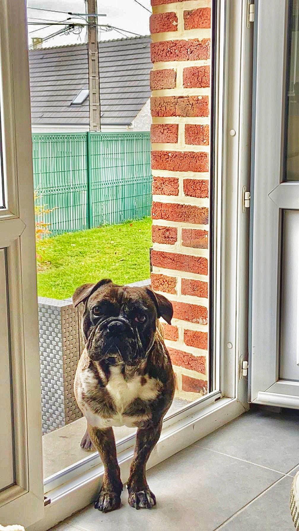 Rio a rejoint le concours — aidez-le/la à gagner de superbes lots ! brick, canidae, carnivore, companion_dog, dog, dog_breed, dog_collar, door, fawn, flooring, fur, home_door, house, pet_supply, sporting_group, tail, toy_dog, window, wood, working_animal