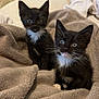 Zeke joined the competition — help win amazing prizes! kitten, cat, tuxedo_cat, black_and_white, whiskers, curious, blanket, soft, cozy, pets, indoor, two_animals, feline, young, cute, fur, sitting, eyes, small, domestic_animal