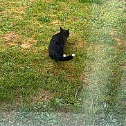 Zeke joined the competition — help win amazing prizes! cat, black_cat, white_paws, grass, lawn, outdoor, window, raindrops, nature, animal, pet, sitting, back_view, green, plants, daylight, quiet, alone, curious, calm