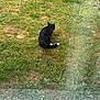 Zeke joined the competition — help win amazing prizes! alone, animal, back_view, black_cat, calm, cat, curious, daylight, grass, green, lawn, nature, outdoor, pet, plants, quiet, raindrops, sitting, white_paws, window