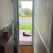 Zeke joined the competition — help win amazing prizes! animal, black_cat, carpet, cat, daylight, door, drawer, furniture, grass, hallway, house, indoor, open_door, outdoor, pet, quiet, relaxing, sidewalk, tree, window