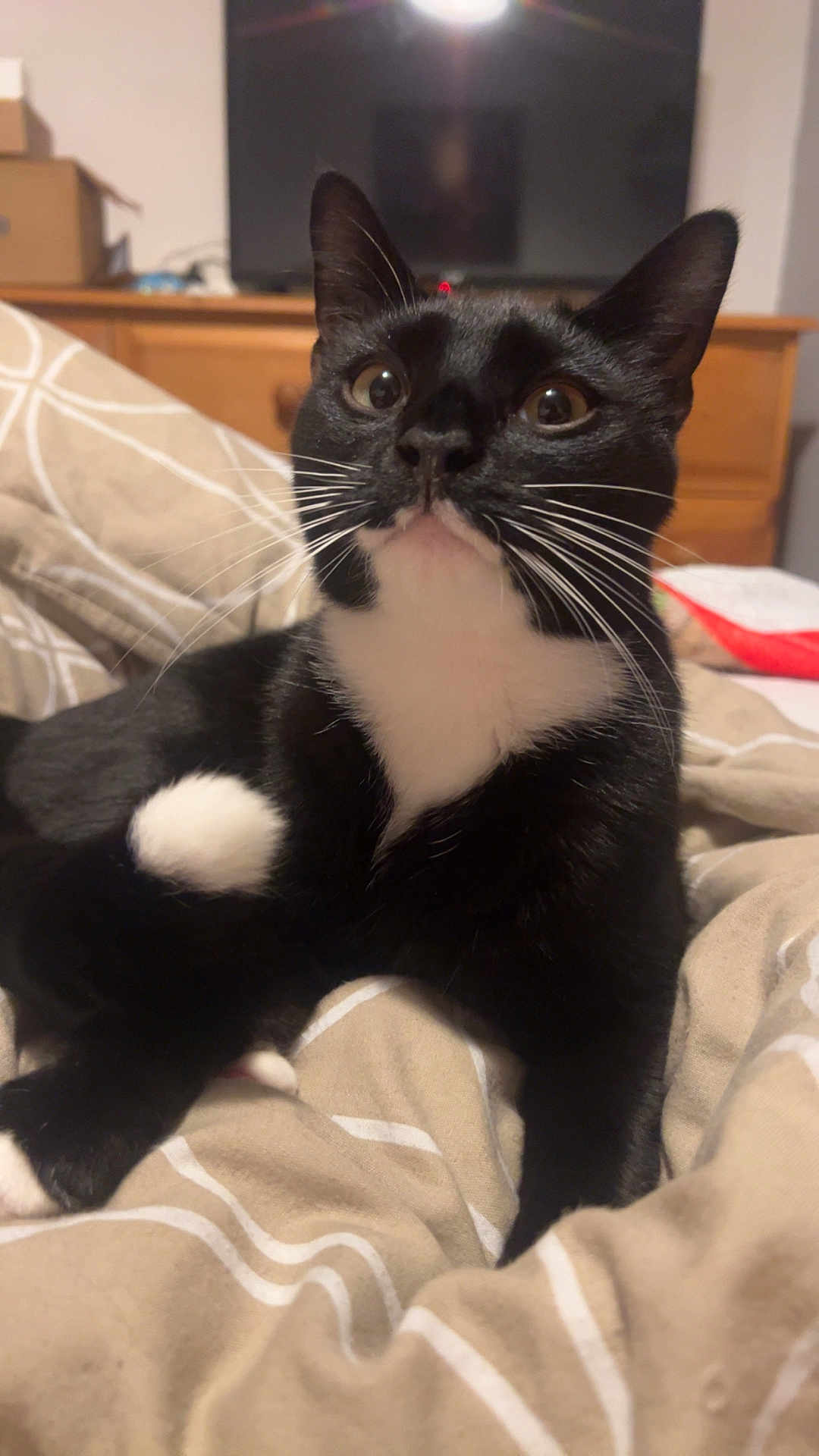 Zeke is registered to the contest to win money with this photo: cat, tuxedo_cat, black_and_white, pet, indoor, bedroom, blanket, furniture, dorm_room, curious, whiskers, ears, eyes, close_up, domestic_cat, resting, cute, animal, mammal, feline