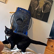 Loki is registered to the contest to win money with this photo: cat, black_and_white_cat, bed, blanket, fan, clothing, hanger, dresser, television, painting, elephant_painting, wall, room, furniture, indoor, pet, animal, mouth_open, standing, curious