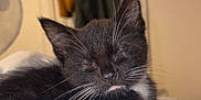 Loki is registered to the contest to win money with this photo: kitten, cat, sleeping, black_and_white, whiskers, pet, indoor, blanket, fur, cozy, resting, cute, animal, young, soft, nap, domestic, feline, relaxed, closeup