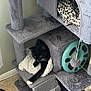 Loki is registered to the contest to win money with this photo: cat, cat_tree, black_cat, blanket, leopard_print, toy, carpet, indoor, pet, furniture, resting, cozy, sitting, animal, whiskers, paw, home, relaxed, soft, multi_level