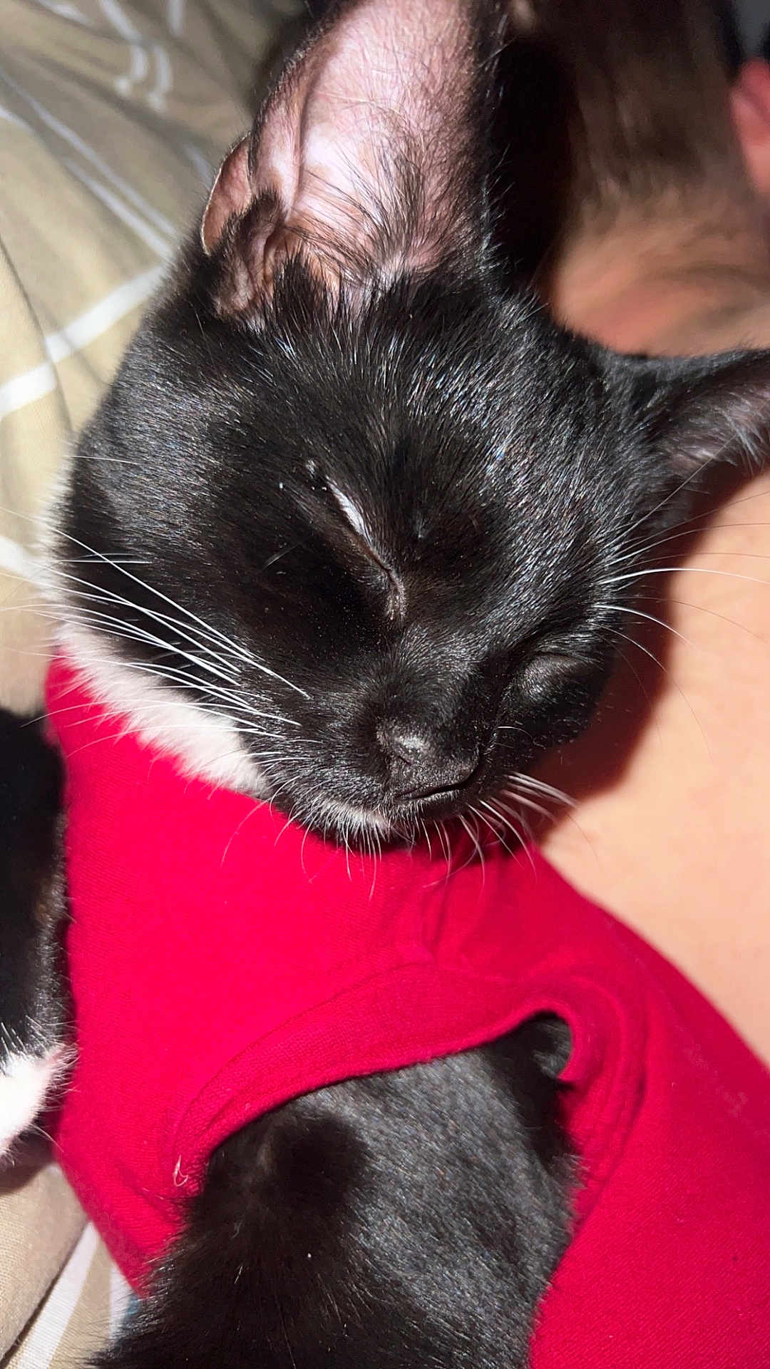 Loki joined the competition — help win amazing prizes! cat, sleeping, black_and_white, red_sweater, close_up, whiskers, pet, cozy, fur, animal, cute, resting, indoor, soft_lighting, peaceful, face, nose, ear, portrait, domestic_cat