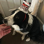Harry is registered to the contest to win money with this photo: dog, black_and_white, indoor, carpet, hat, pet, hand, door, fur, animal, sitting, cute, costume, playful, white_garment, companion, friendly, domestic, household, canine