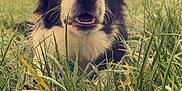 Harry joined the competition — help win amazing prizes! dog, border_collie, grass, frost, tennis_ball, outdoor, animal, pet, nature, field, ears, mouth, nose, eyes, winter, cold, playful, canine, closeup, morning