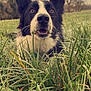 dog, border_collie, grass, frost, tennis_ball, outdoor, animal, pet, nature, field, ears, mouth, nose, eyes, winter, cold, playful, canine, closeup, morning