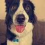 dog, border_collie, black_and_white, tongue_out, pet, collar, indoor, couch, furniture, cute, happy, ears, fur, animal, mammal, canine, sitting, looking_at_camera, close_up, domestic