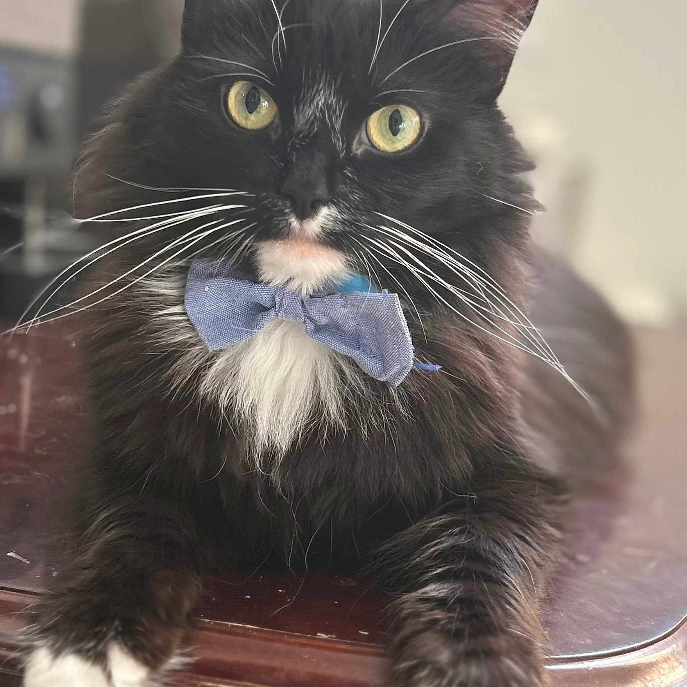 Soda Pop joined the competition — help win amazing prizes! animal, black_and_white, bow_tie, cat, close_up, cute, domestic_animal, feline, fluffy, focused, indoor, paws, pet, portrait, relaxed, sitting, soft_background, whiskers, wooden_surface, yellow_eyes