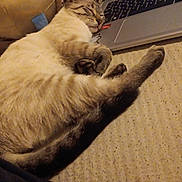 Dilbert is registered to the contest to win money with this photo: cat, siamese_cat, sleeping, relaxed, pet, animal, furry, paws, tail, whiskers, closed_eyes, indoors, laptop, computer, keyboard, bedding, plush_toy, cozy, resting, portrait
