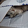 cat, tabby_cat, sleeping, lying_down, paw, whiskers, eyes, fur, striped_fur, cardboard_box, box, torn_cardboard, indoors, close_up, pet, animal, cozy, relaxed, funny, packaging