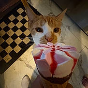Spooky joined the competition — help win amazing prizes! animal, cat, checkered_rug, close_up, cone, curious, dessert, floor, food, footwear, ice_cream, indoor, marble, orange_cat, person_hand, pet, snack, treat, whiskers, white_cat
