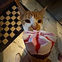 animal, cat, checkered_rug, close_up, cone, curious, dessert, floor, food, footwear, ice_cream, indoor, marble, orange_cat, person_hand, pet, snack, treat, whiskers, white_cat