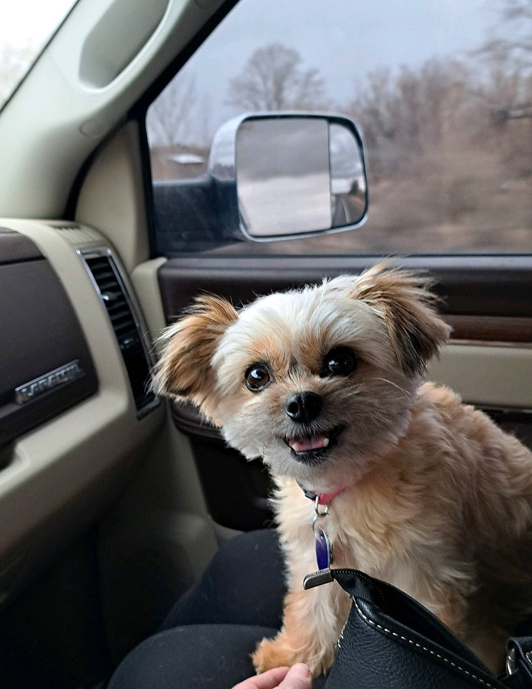 Ellie is registered to the contest to win money with this photo: auto_part, automotive_design, automotive_exterior, automotive_mirror, car, carnivore, collar, companion_dog, dog, dog_breed, dog_supply, fawn, mirror, motor_vehicle, personal_luxury_car, sky, toy_dog, tree, vehicle, working_animal