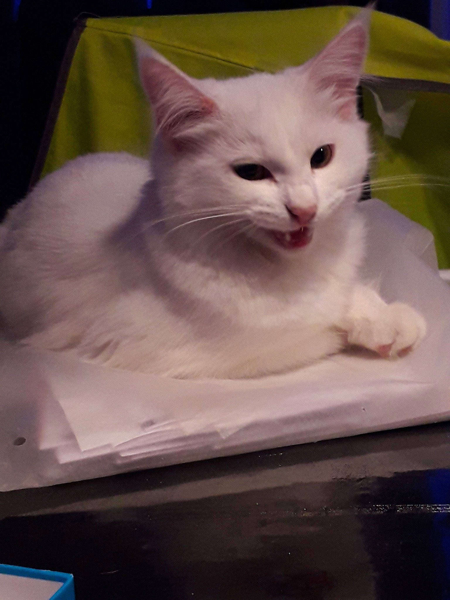 Sucrette a rejoint le concours — aidez-le/la à gagner de superbes lots ! aegean_cat, burmilla, carnivore, cat, domestic_long_haired_cat, domestic_short_haired_cat, felidae, khao_manee, kitten, mammal, norwegian_forest_cat, ojos_azules, person, ragamuffin, small_to_medium_sized_cats, turkish_angora, turkish_van, whiskers