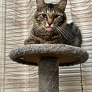 Hannah joined the competition — help win amazing prizes! cat, tabby, pet, animal, feline, tongue_out, cat_tree, indoor, curtain, fur, whiskers, ears, cute, playful, resting, portrait, texture, striped, domestic_cat, funny