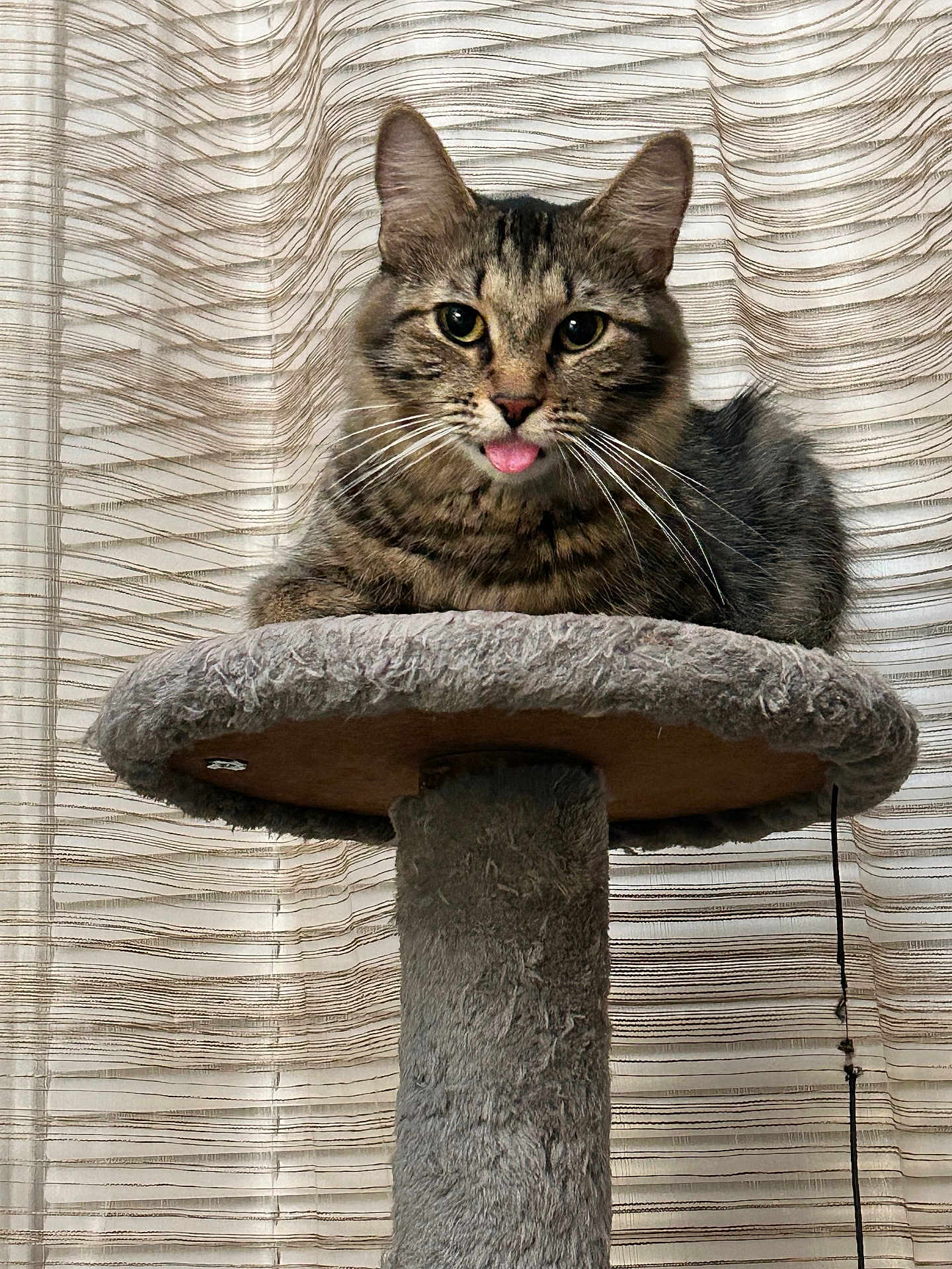 Hannah joined the competition — help win amazing prizes! cat, tabby, pet, animal, feline, tongue_out, cat_tree, indoor, curtain, fur, whiskers, ears, cute, playful, resting, portrait, texture, striped, domestic_cat, funny