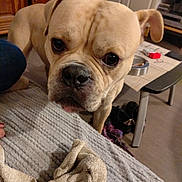 Christophe Bouteille participe au concours pour gagner de l'argent avec cette photo : dog, bulldog, indoor, blanket, towel, furniture, table, floor, curious, closeup, pet, animal, carpet, domestic, household, living_room, canine, companion, light, texture