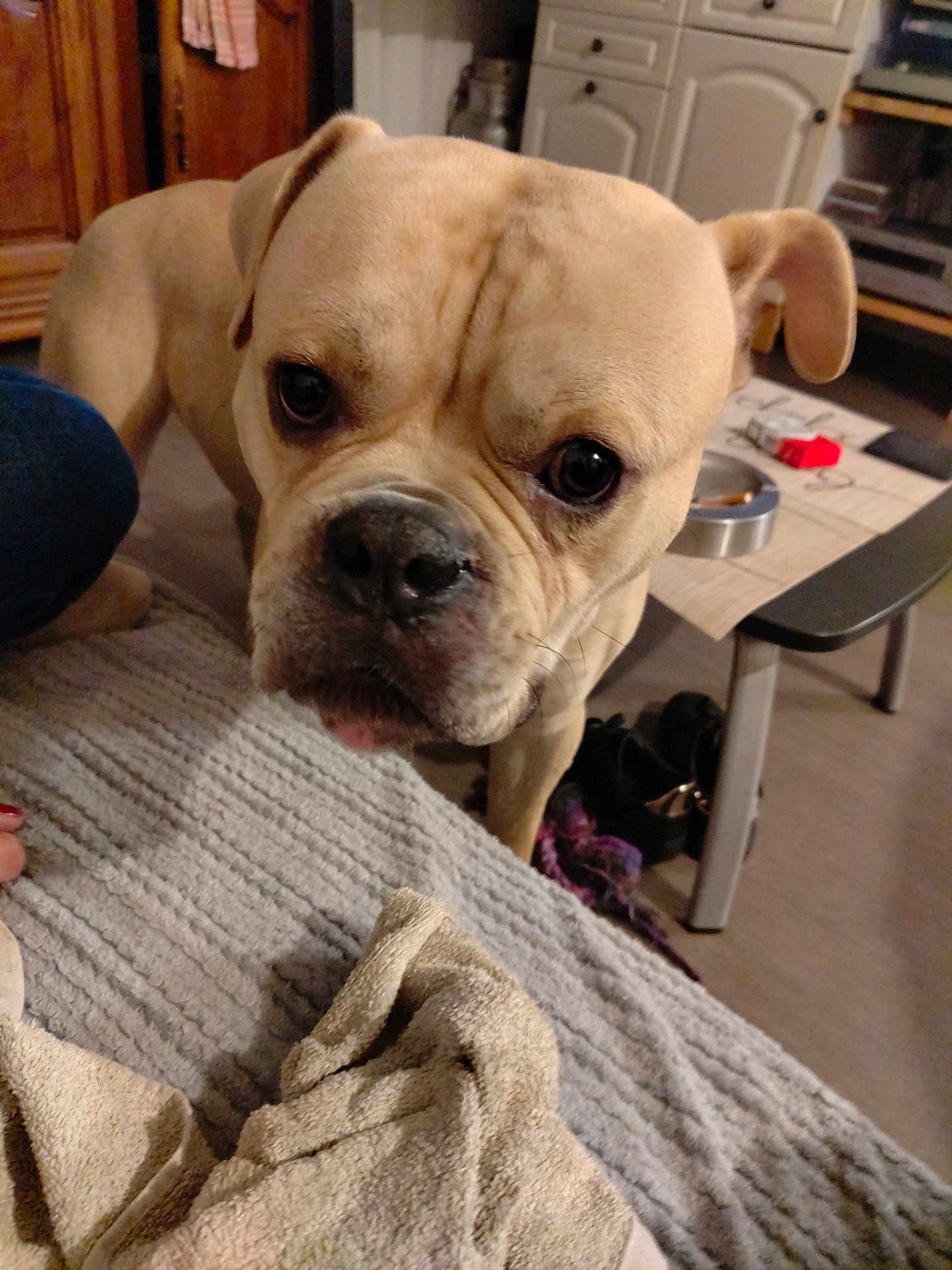 Christophe Bouteille participe au concours pour gagner de l'argent avec cette photo : dog, bulldog, indoor, blanket, towel, furniture, table, floor, curious, closeup, pet, animal, carpet, domestic, household, living_room, canine, companion, light, texture