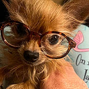 Baby joined the competition — help win amazing prizes! dog, glasses, close_up, pet, small_dog, fur, face, eyes, hand, indoor, portrait, cute, tortoiseshell_glasses, animal, muzzle, whiskers, nose, ears, holding, background