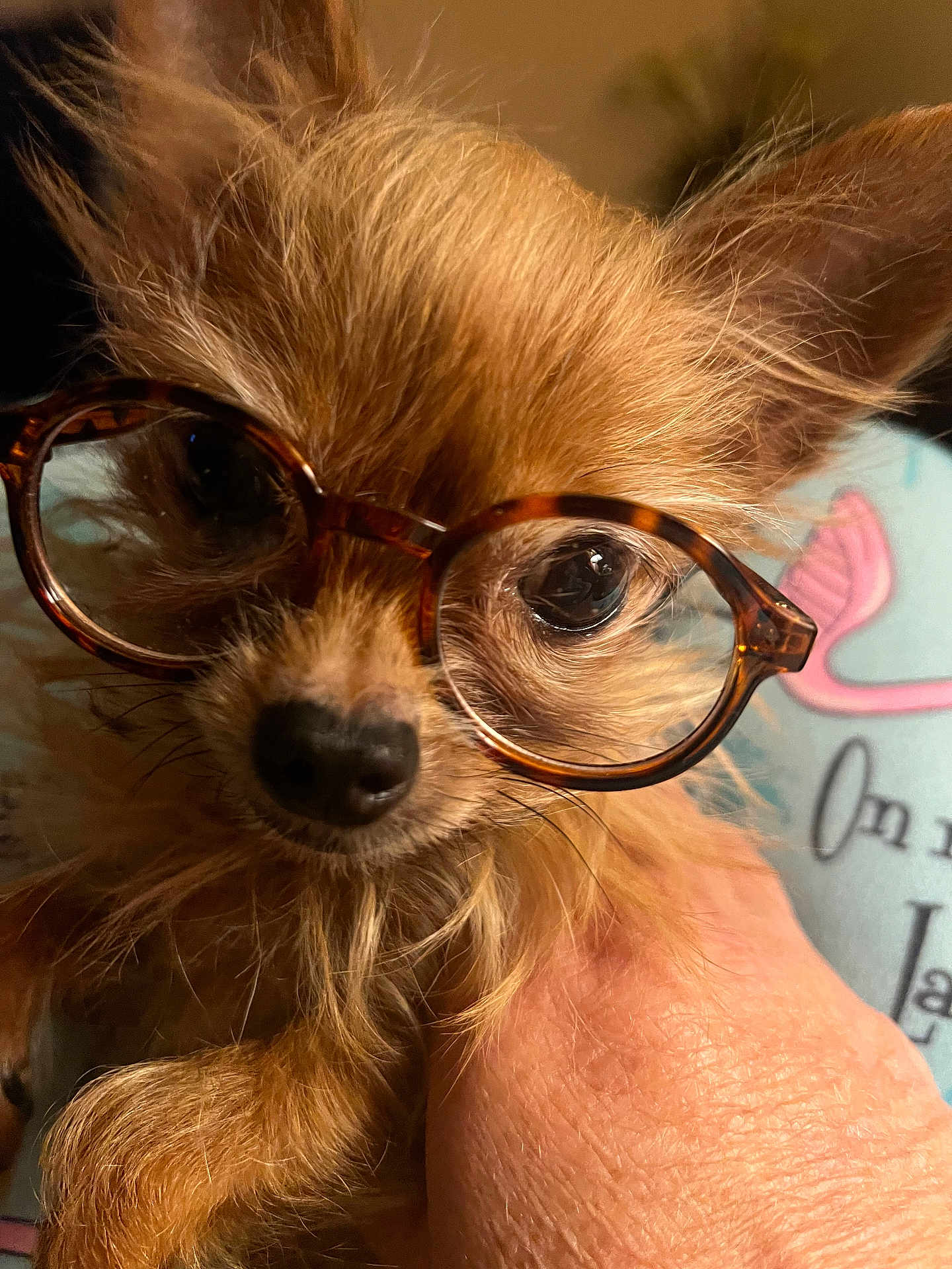 Baby joined the competition — help win amazing prizes! dog, glasses, close_up, pet, small_dog, fur, face, eyes, hand, indoor, portrait, cute, tortoiseshell_glasses, animal, muzzle, whiskers, nose, ears, holding, background