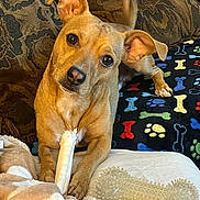 Kipper is registered to the contest to win money with this photo: animal, blanket, canine, chew_toy, comfort, couch, cozy, curious, dog, ears, fur, home, indoor, looking, paw_print, paws, pet, resting, tan_dog, toy