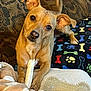 animal, blanket, canine, chew_toy, comfort, couch, cozy, curious, dog, ears, fur, home, indoor, looking, paw_print, paws, pet, resting, tan_dog, toy