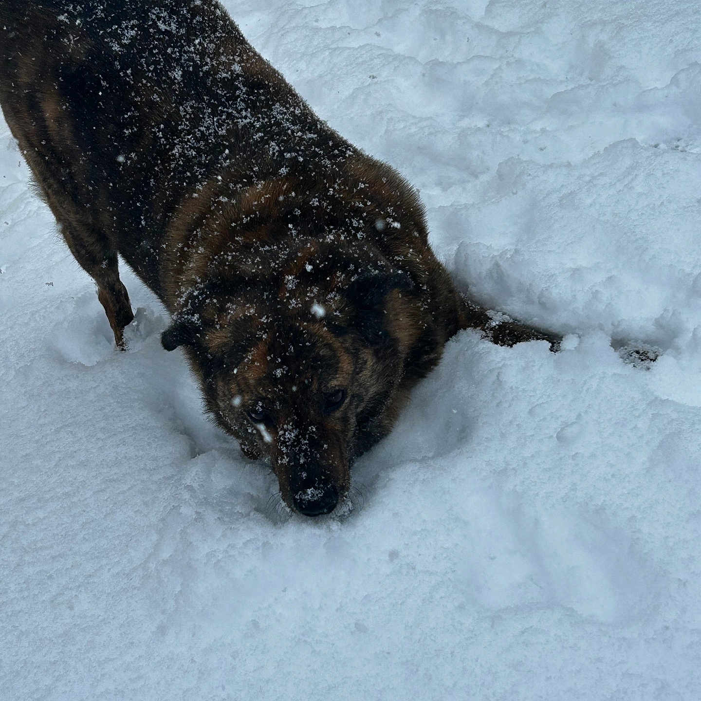 Odie Lee is registered to the contest to win money with this photo: animal, blizzard, bulldog, canine, dog, germanshepherd, hound, husky, ice, labradorretriever, leash, nature, outdoors, pet, policedog, puppy, snow, storm, weather, winter