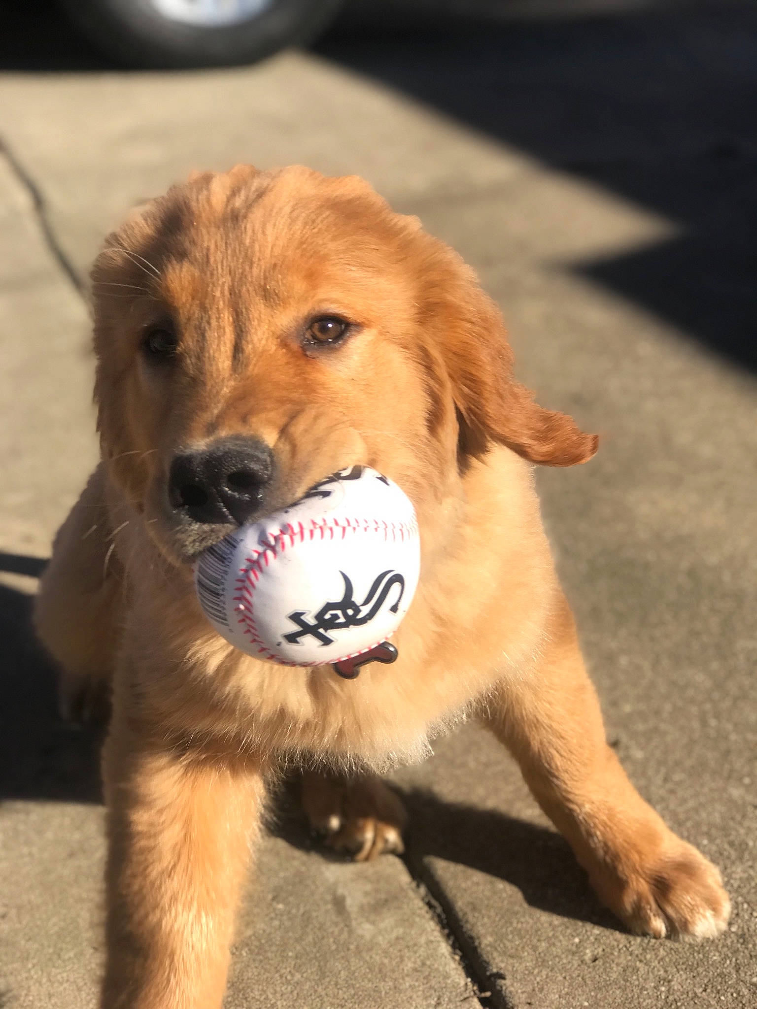 Quigley is registered to the contest to win money with this photo: canidae, carnivore, companion_dog, dog, dog_breed, fawn, golden_retriever, mammal, puppy, rare_breed_dog, retriever, snout, sporting_group, vertebrate