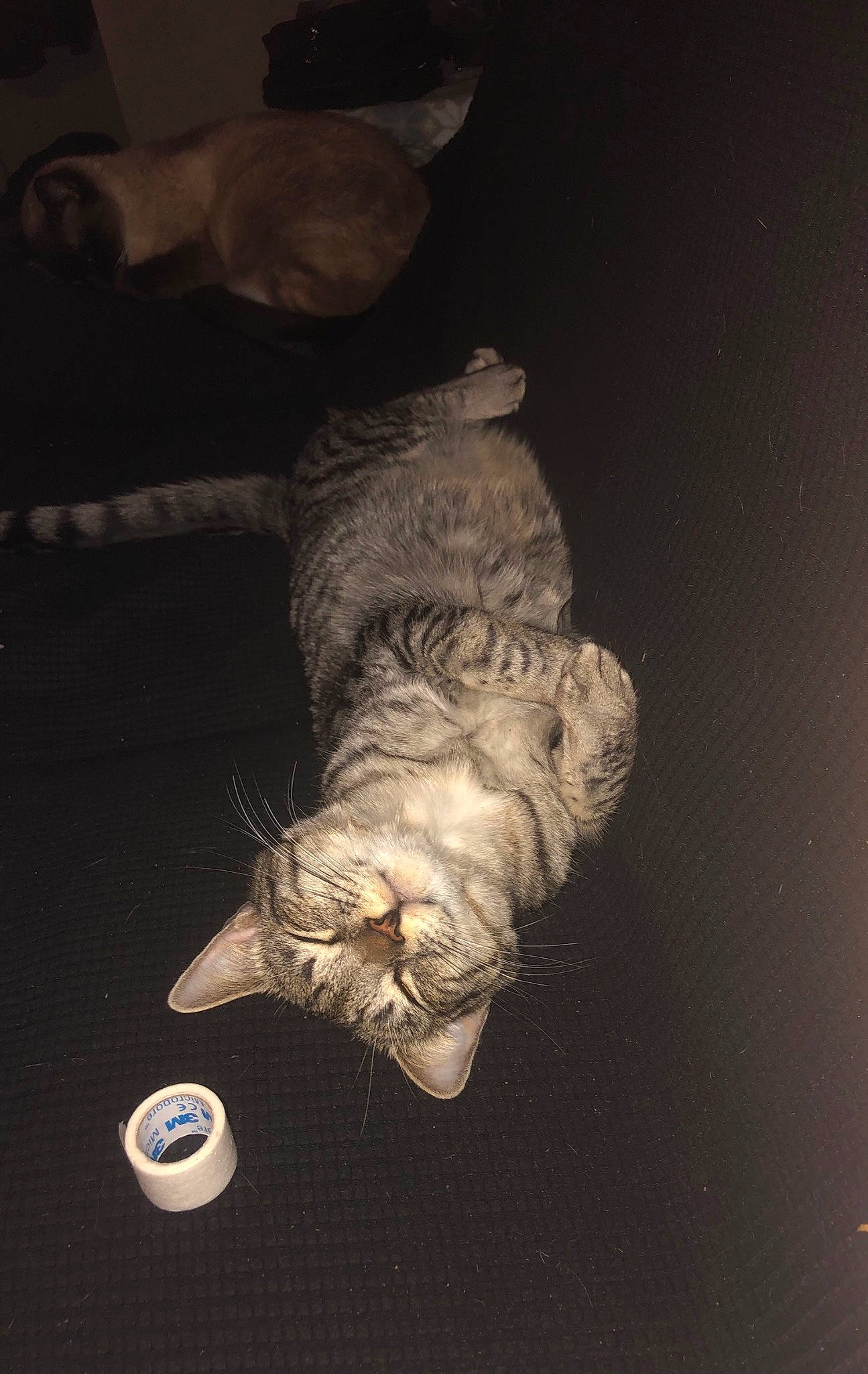 Ziggs joined the competition — help win amazing prizes! art, big_cats, canidae, carnivore, cat, claw, darkness, domestic_short_haired_cat, felidae, fur, metal, sculpture, small_to_medium_sized_cats, snout, sporting_group, still_life_photography, tail, whiskers, window, wood