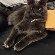 Vin'S participe au concours pour gagner de l'argent avec cette photo : cat, gray_cat, pet, feline, lounging, couch, leather, indoor, yellow_pillow, fur, ears, whiskers, relaxed, animal, domestic, mammal, portrait, resting, looking, household
