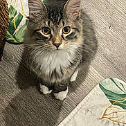 Ozzy joined the competition — help win amazing prizes! cat, tabby, fluffy, pet, animal, indoor, floor, wooden_floor, mat, leaf_pattern, whiskers, eyes, ears, fur, cute, looking_up, sitting, domestic, young_cat, white_paws