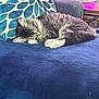 Ozzy joined the competition — help win amazing prizes! cat, tabby_cat, sleeping, couch, pillow, blue, indoor, furniture, cozy, pet, resting, fur, decor, vase, pattern, home, relaxation, animal, paw, curled_up