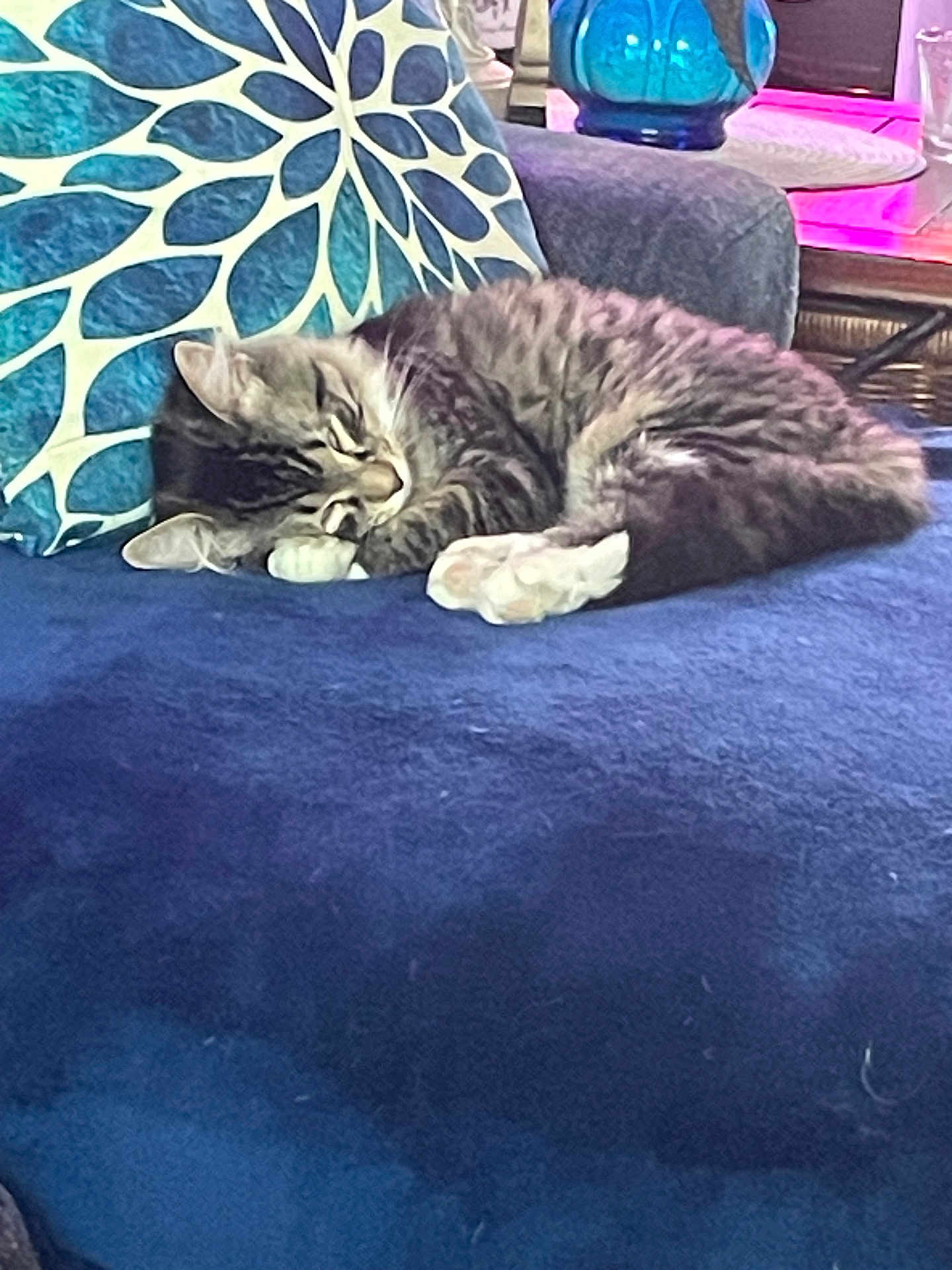 Ozzy joined the competition — help win amazing prizes! cat, tabby_cat, sleeping, couch, pillow, blue, indoor, furniture, cozy, pet, resting, fur, decor, vase, pattern, home, relaxation, animal, paw, curled_up