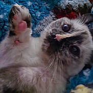 Millie is registered to the contest to win money with this photo: animal, blanket, blue, cat, close_up, colorful, cozy, cute, fur, indoor, kitten, paw, pet, pink_paw, playful, resting, small, soft, whiskers, young