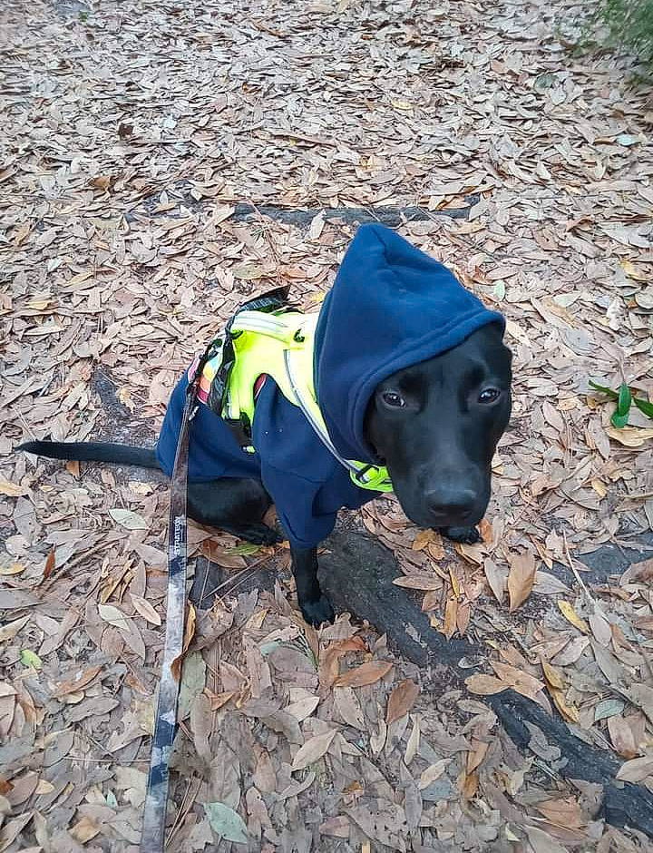 Sullivan is registered to the contest to win money with this photo: carnivore, collar, dog, dog_breed, dog_clothes, dog_collar, dog_supply, electric_blue, fashion_accessory, hat, hunting_dog, leash, personal_protective_equipment, pet_supply, shadow, soil, sporting_group, tail, working_animal, working_dog