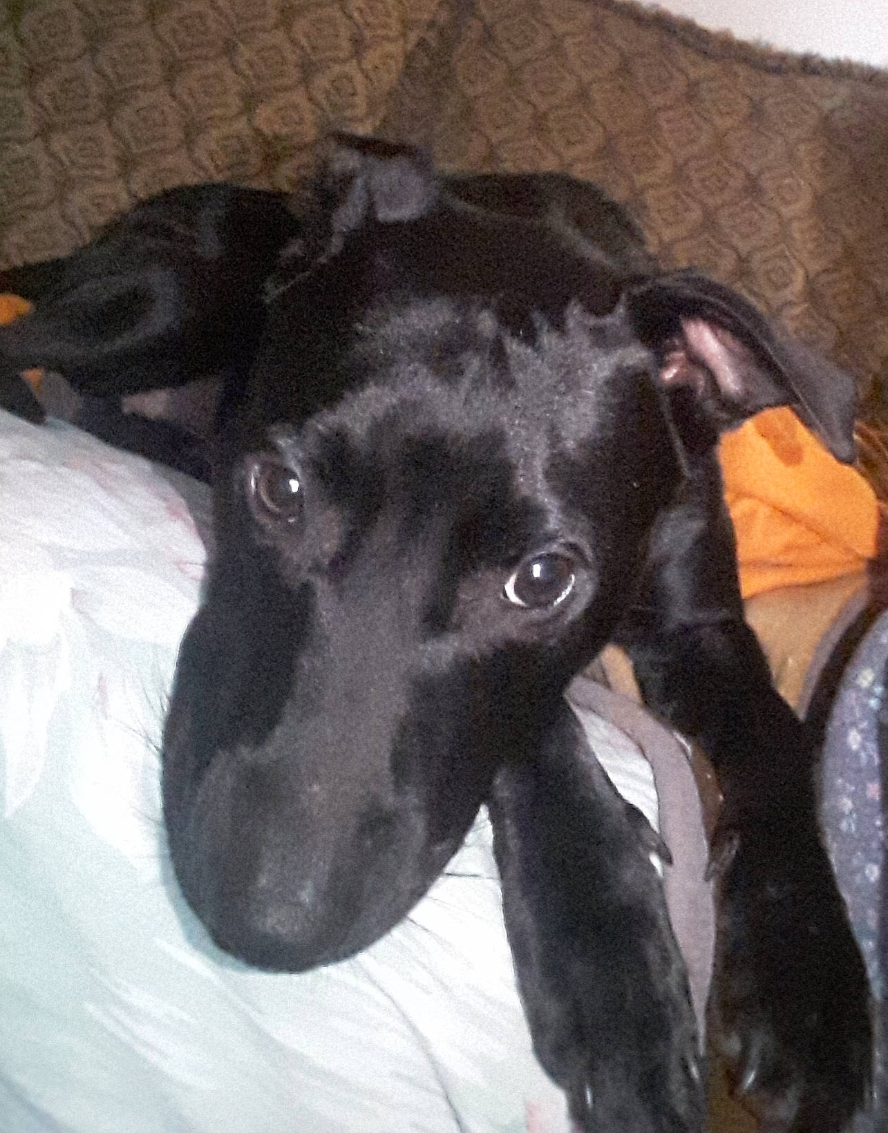 Sullivan joined the competition — help win amazing prizes! canidae, carnivore, collar, companion_dog, dog, dog_breed, dog_collar, dog_supply, fawn, fur, great_dane, guard_dog, pet_supply, sighthound, snout, sporting_group, tail, terrestrial_animal, whiskers, working_animal