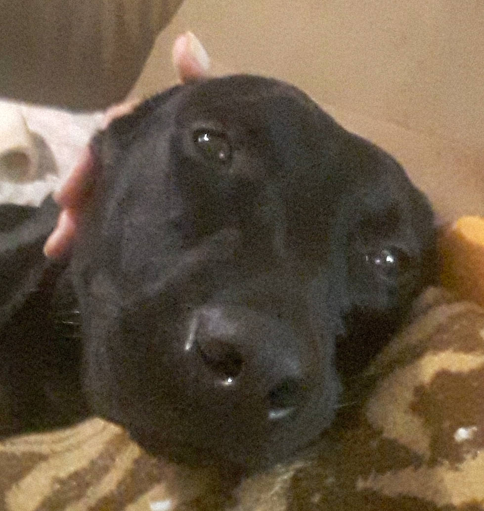 Sullivan is registered to the contest to win money with this photo: borador, canidae, carnivore, collar, companion_dog, dog, dog_breed, ear, fur, labrador_retriever, liver, pet_supply, retriever, sporting_group, terrestrial_animal, whiskers, working_animal