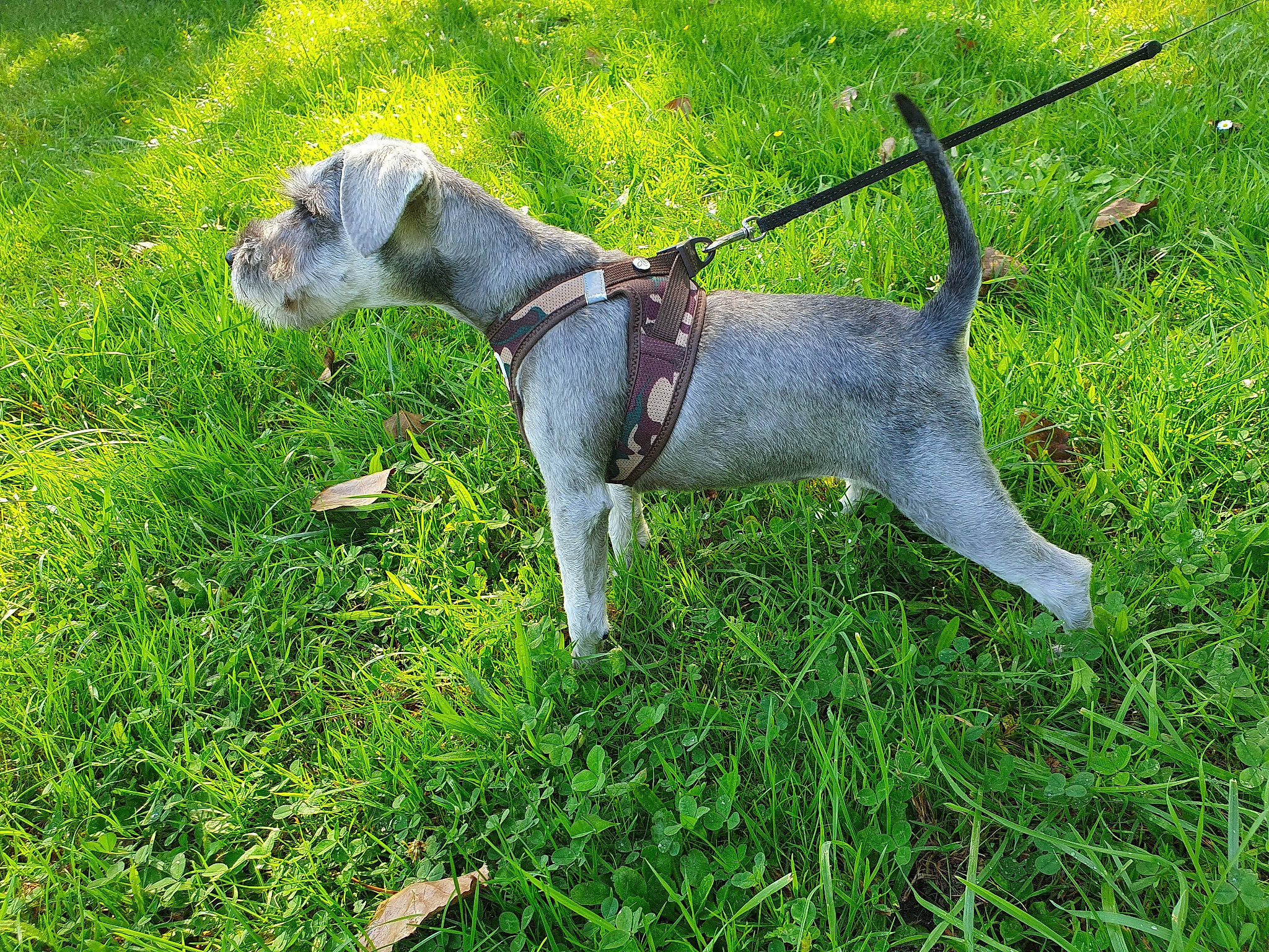 Uly a rejoint le concours — aidez-le/la à gagner de superbes lots ! canidae, carnivore, collar, companion_dog, dog, dog_breed, dog_collar, fashion_accessory, fawn, grass, groundcover, leash, pet_supply, sculpture, snout, sporting_group, standard_schnauzer, tail, terrestrial_animal, working_animal