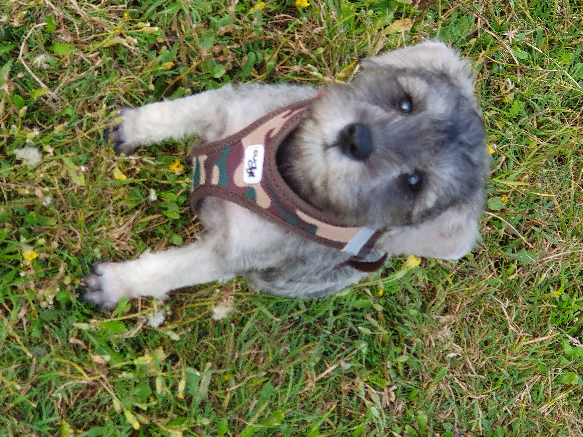 Uly a rejoint le concours — aidez-le/la à gagner de superbes lots ! canidae, carnivore, collar, companion_dog, dog, dog_breed, dog_collar, fur, grass, non_sporting_group, pet_supply, schnauzer, small_terrier, snout, sporting_group, standard_schnauzer, terrier, toy_dog, working_animal